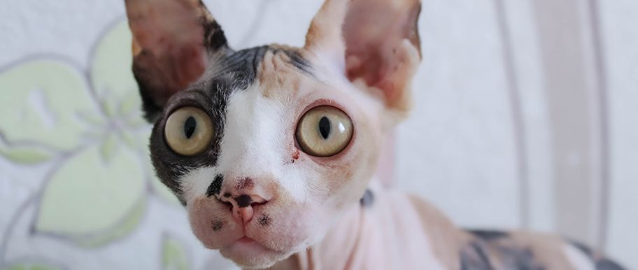 chat sphynx
